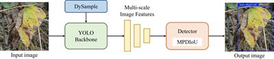 DM-YOLO: improved YOLOv9 model for tomato leaf disease detection